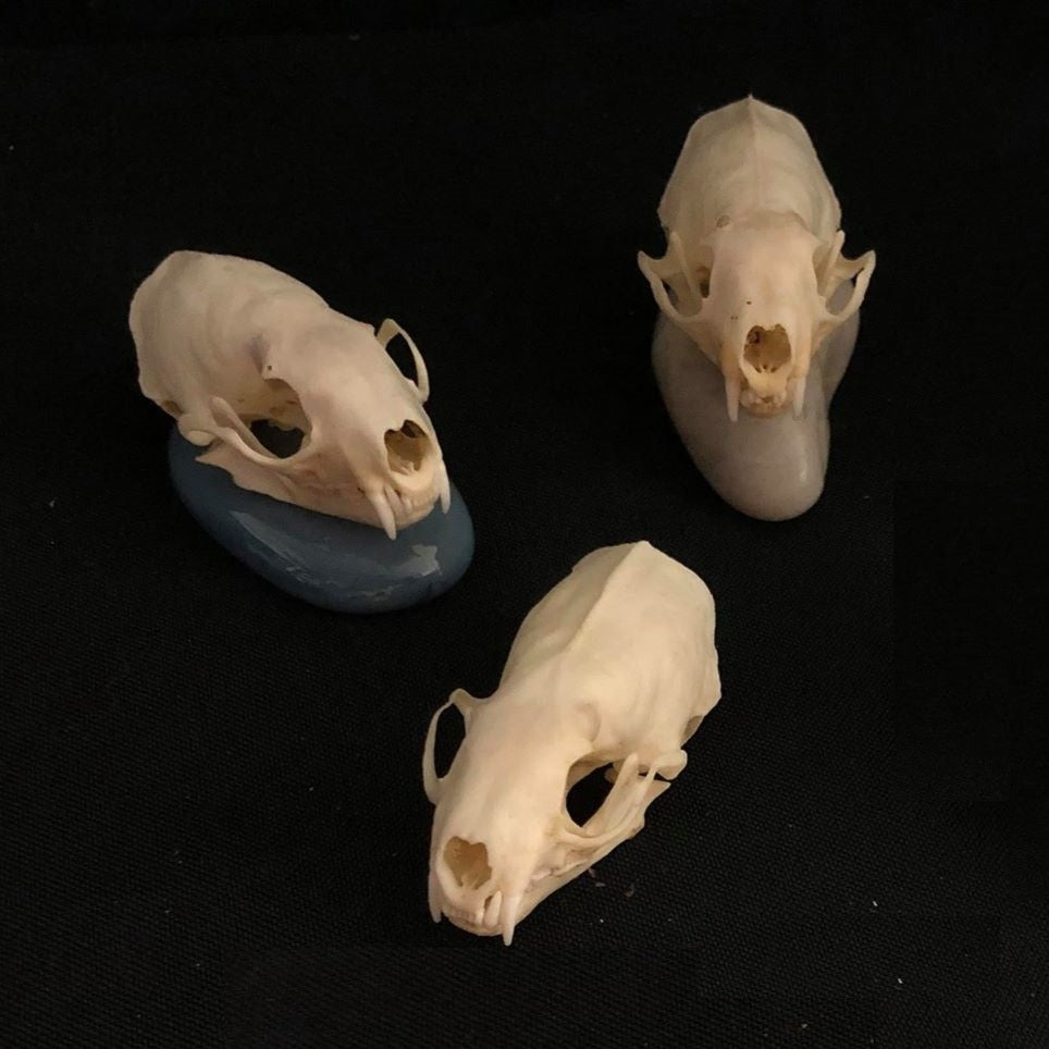 Stoat Skull, Bone