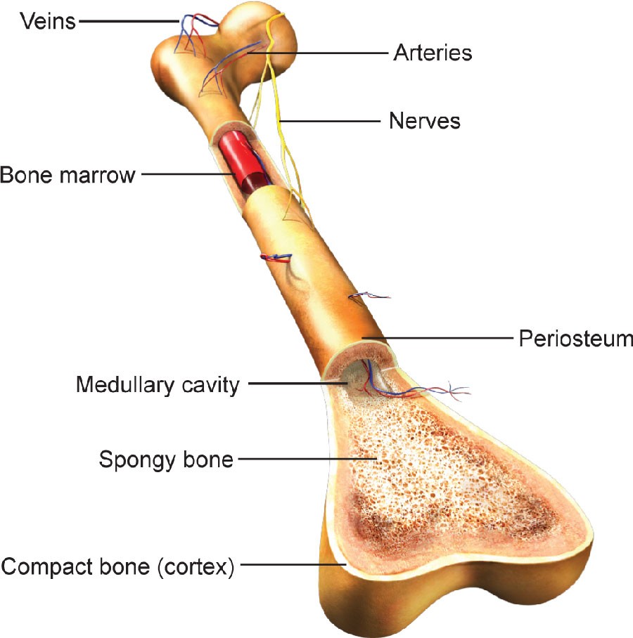 Spongy Bone