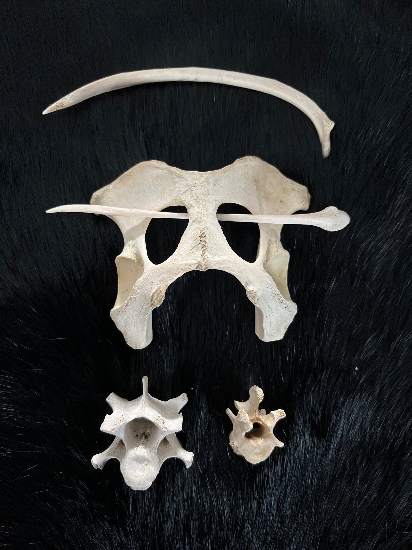 Bone Hair Pin Brooch, Kit