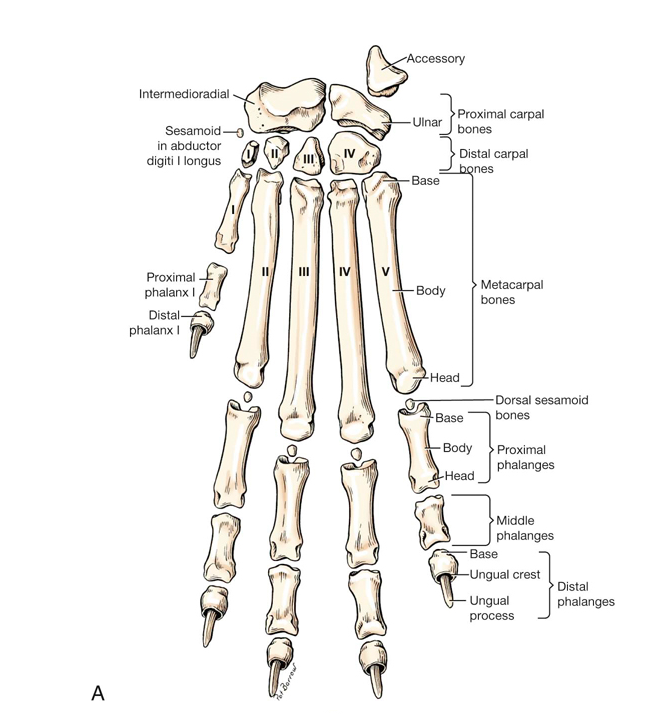 Coyote paw bones - Complete paw