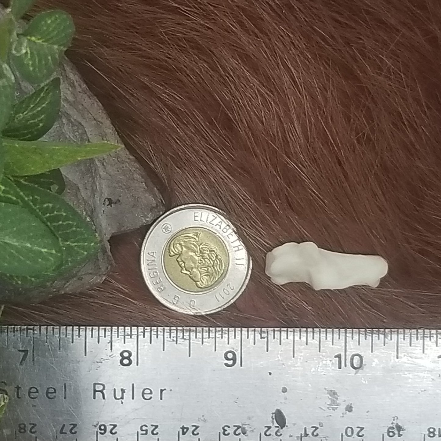 Cat Bones - Small bones