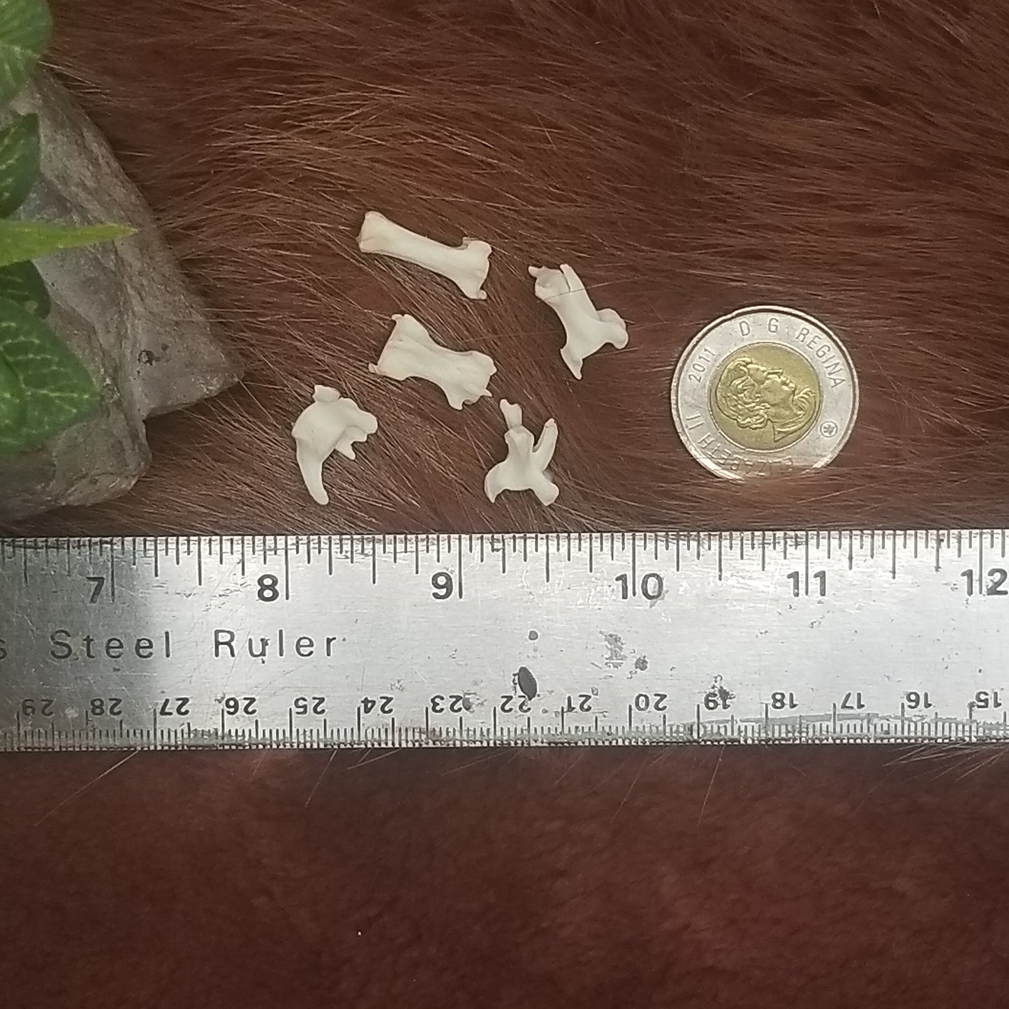 Cat Bones - Small bones