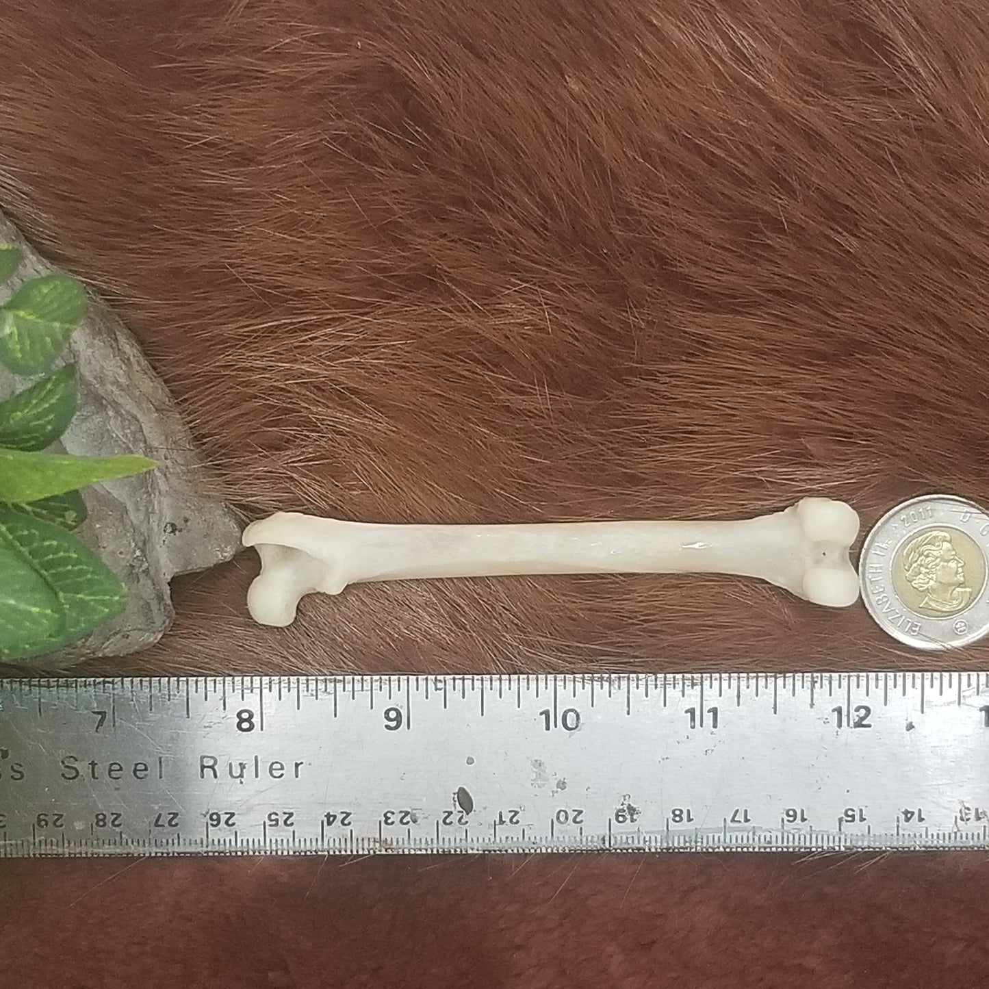 Cat Bones - Big bones