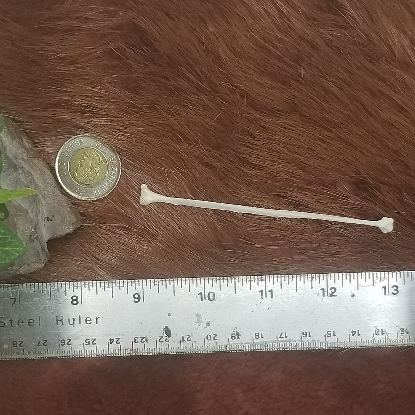 Cat Bones - Big bones