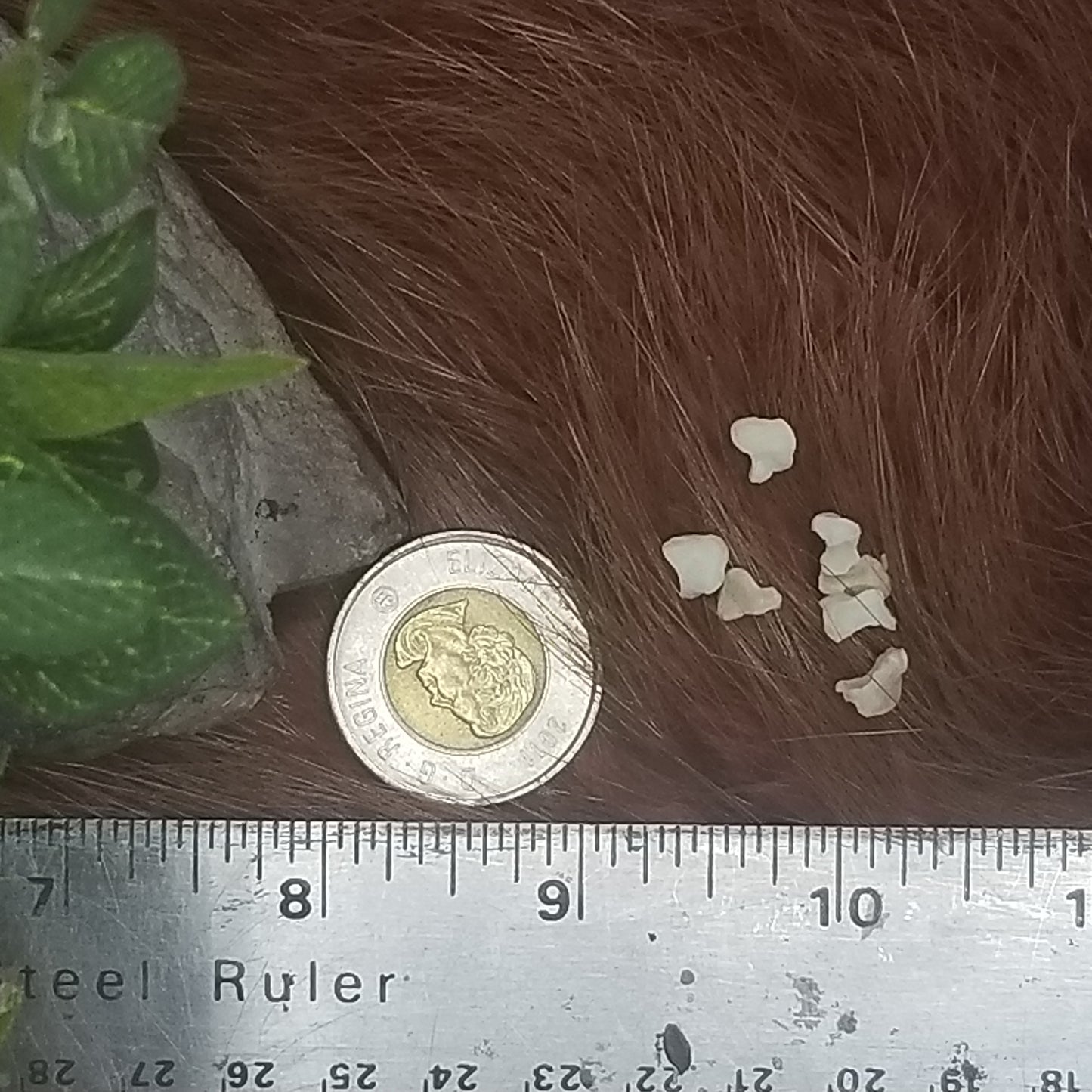 Cat Bones - Small bones