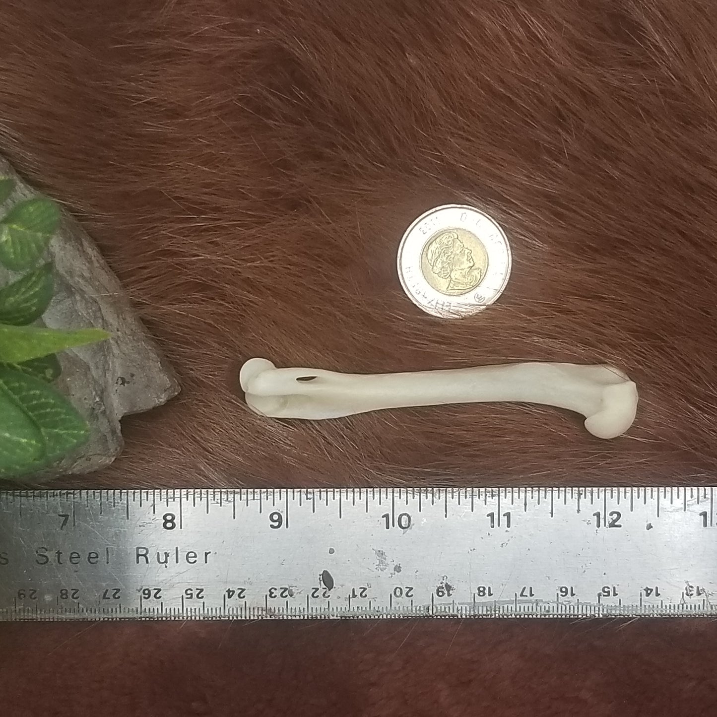 Cat Bones - Big bones