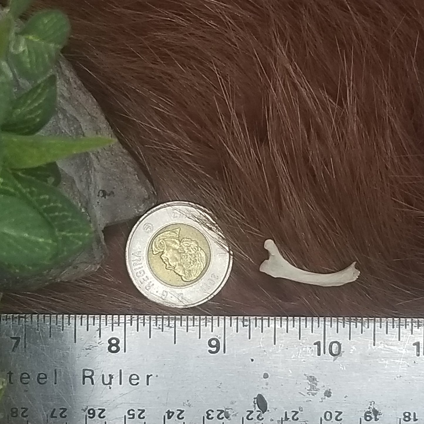 Cat Bones - Small bones