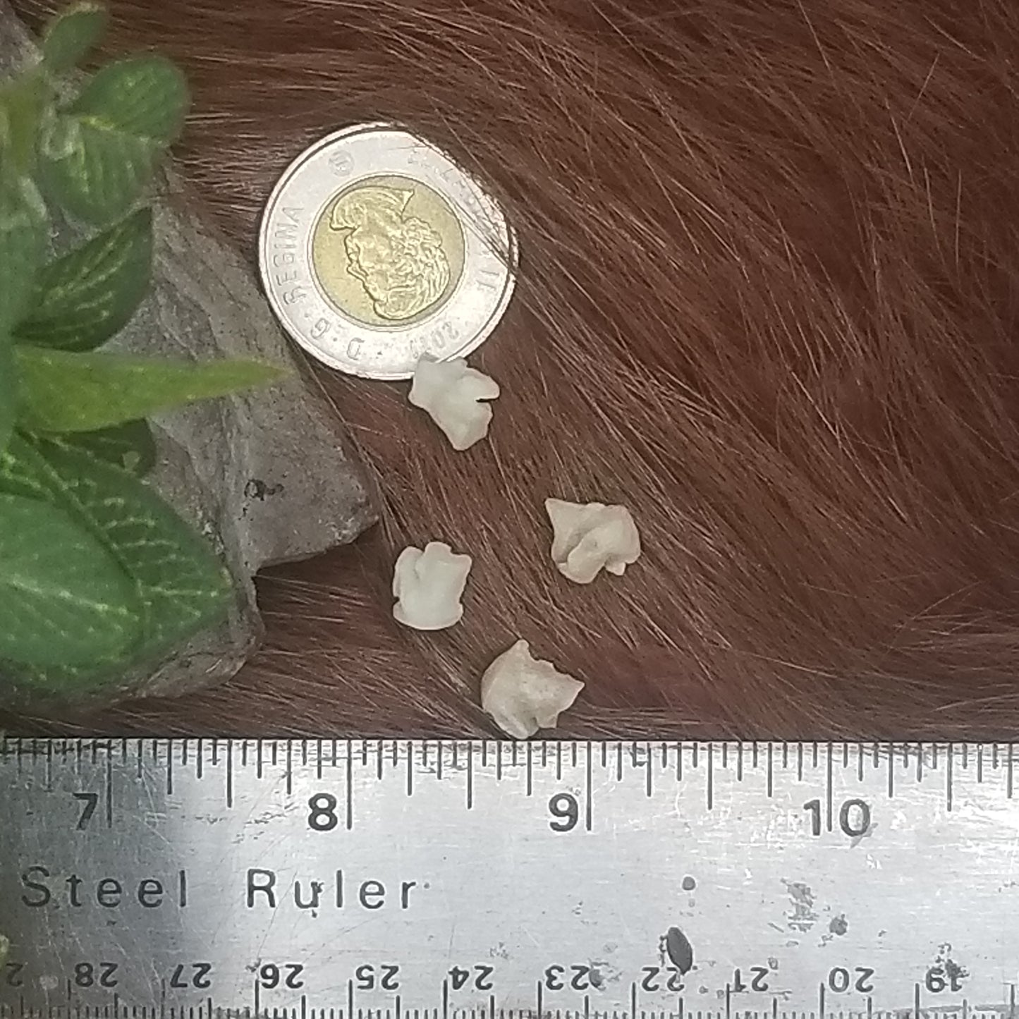 Cat Bones - Small bones