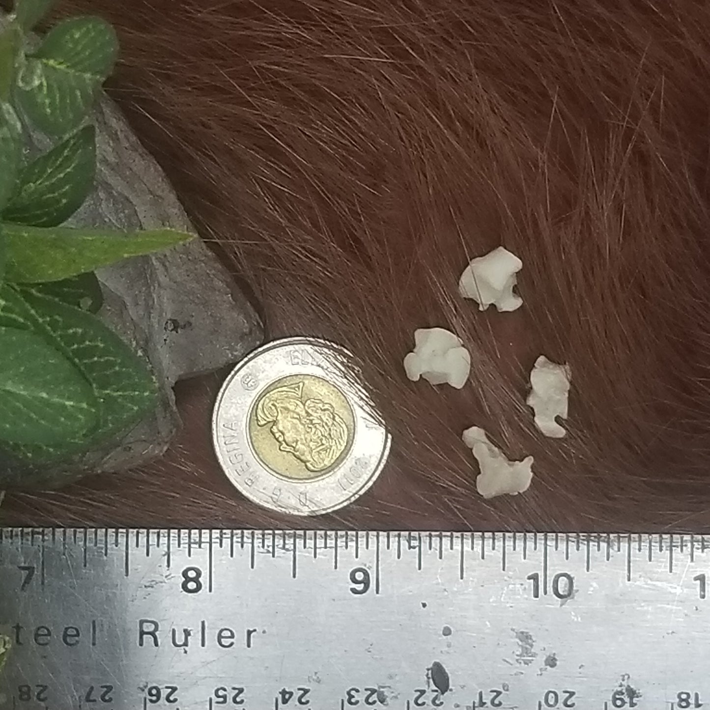 Cat Bones - Small bones