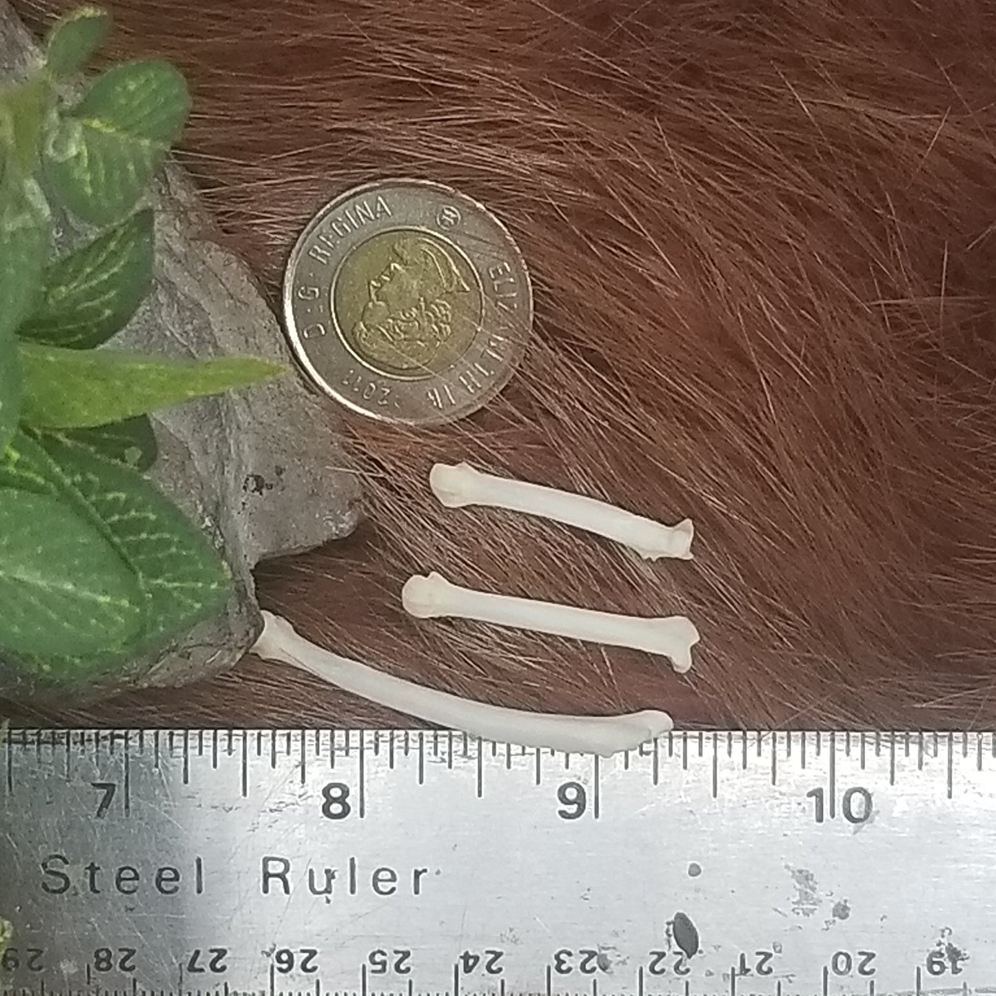 Cat Bones - Small bones