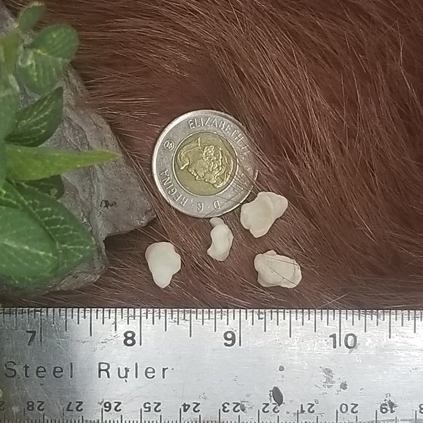 Cat Bones - Small bones