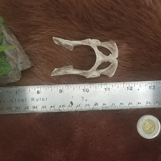 Cat Bones - Big bones