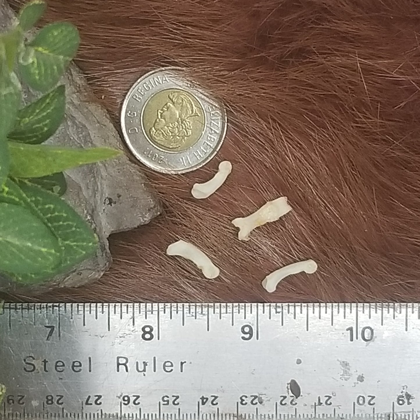 Cat Bones - Small bones