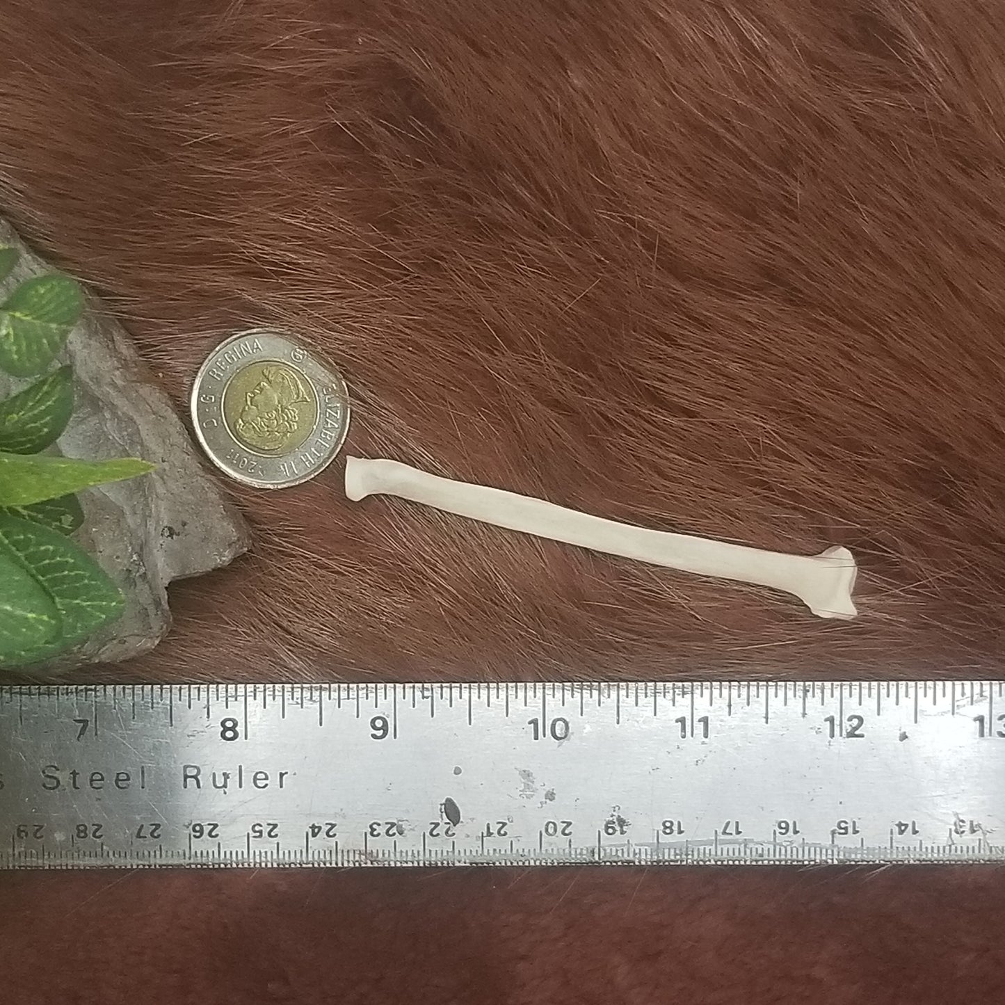 Cat Bones - Big bones