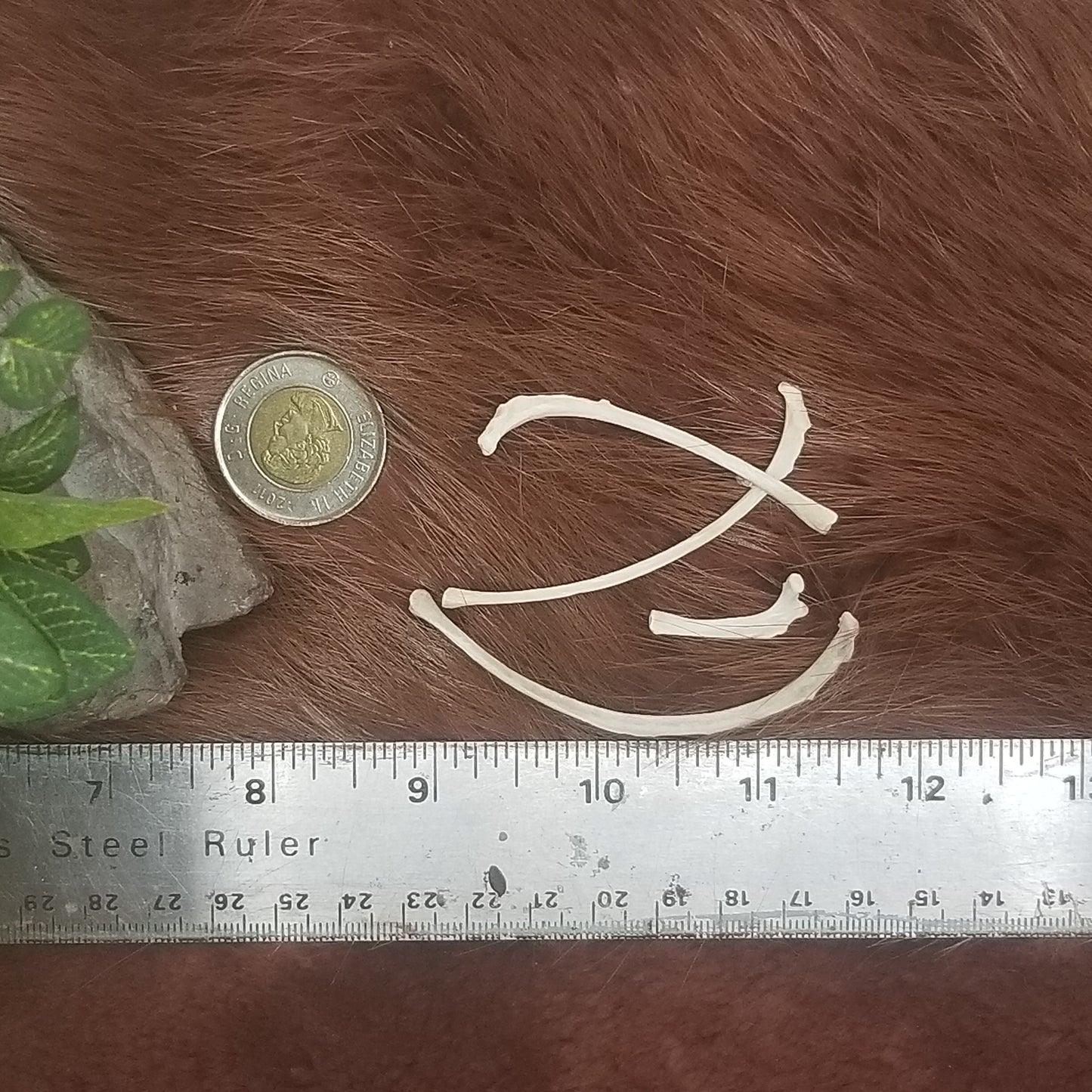 Cat Bones - Big bones