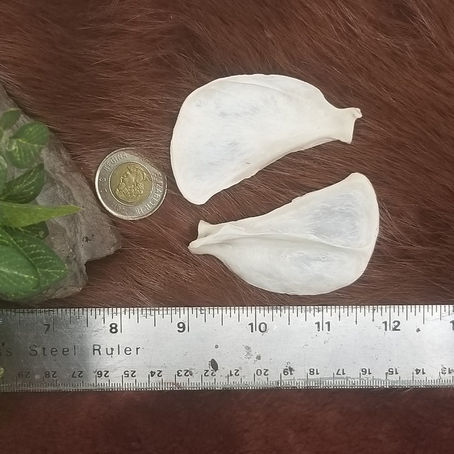 Cat Bones - Big bones