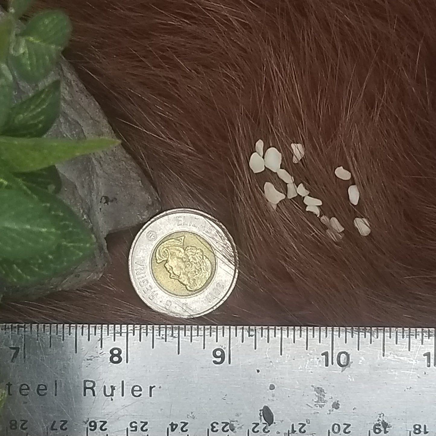 Cat Bones - Small bones