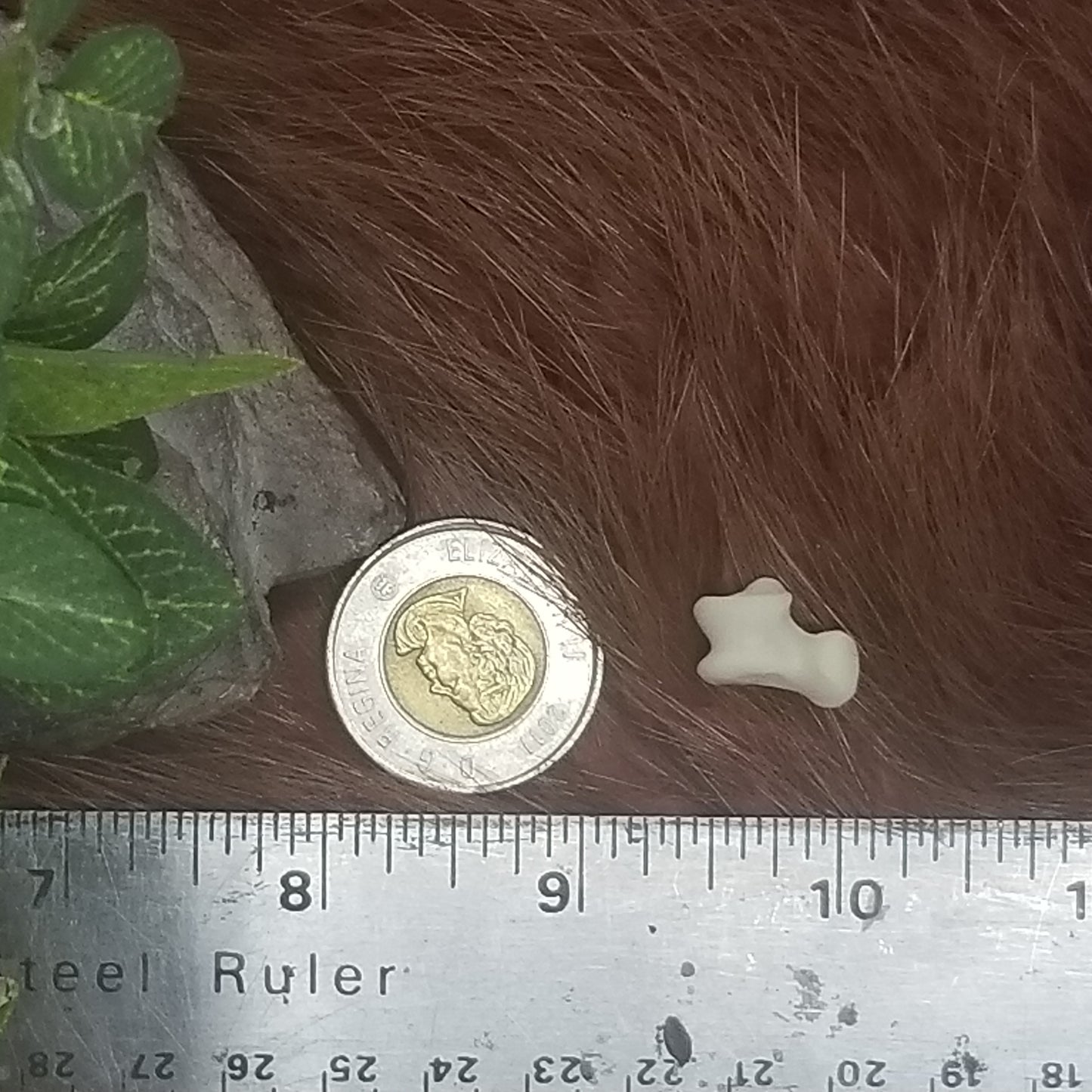 Cat Bones - Small bones