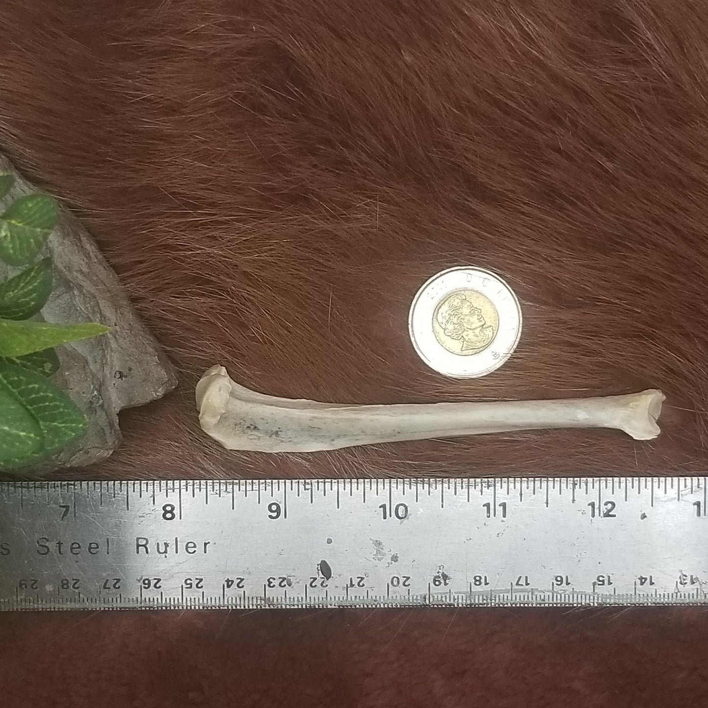 Cat Bones - Big bones