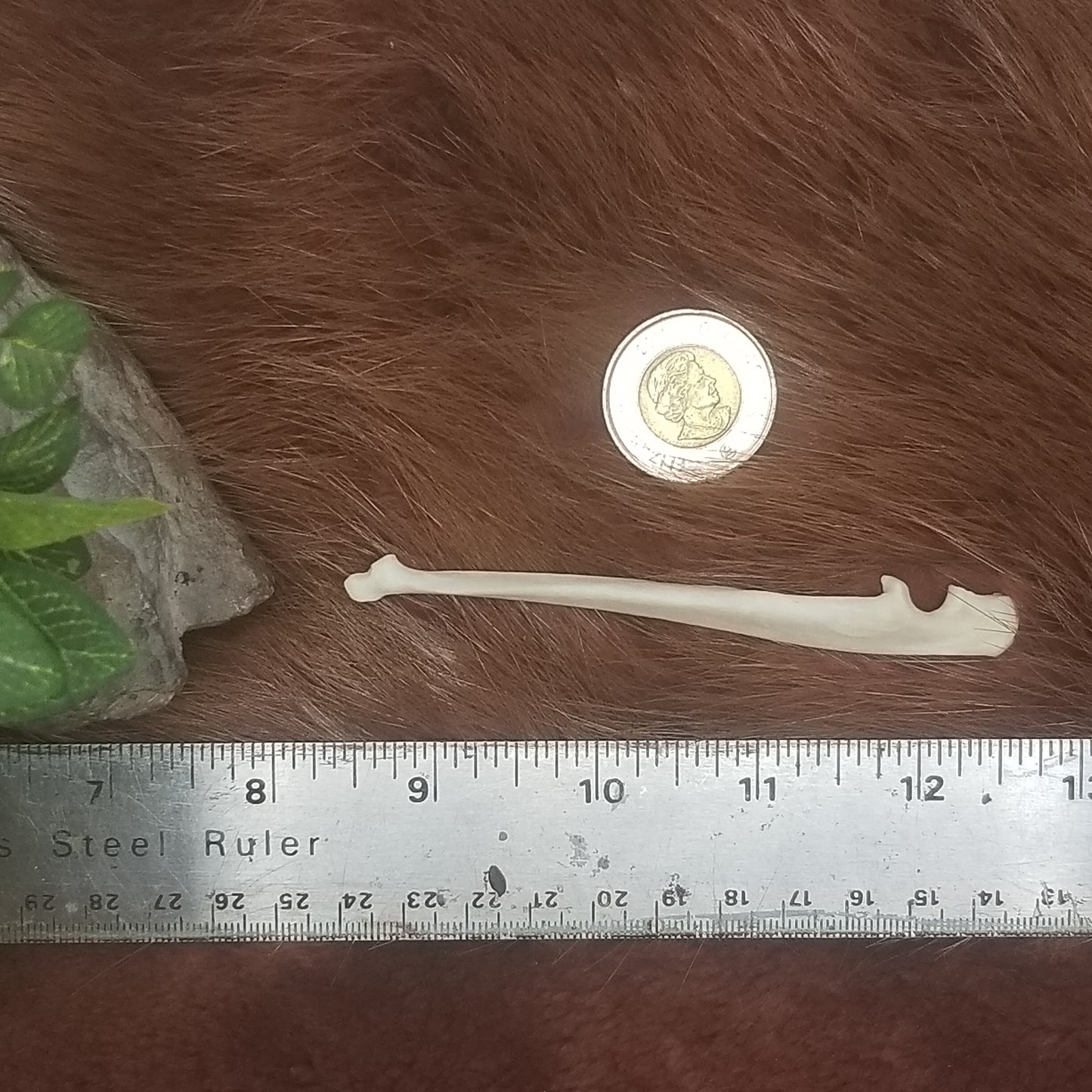 Cat Bones - Big bones