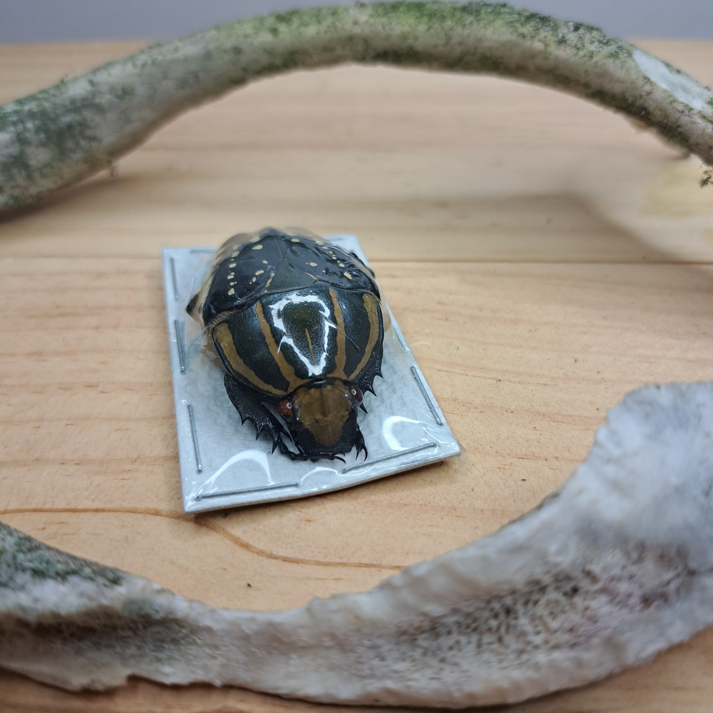 Chelorrhina polyphemus confluens (unmounted)