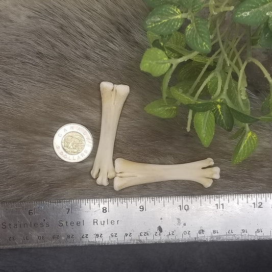 Chicken bones - Metacarpals