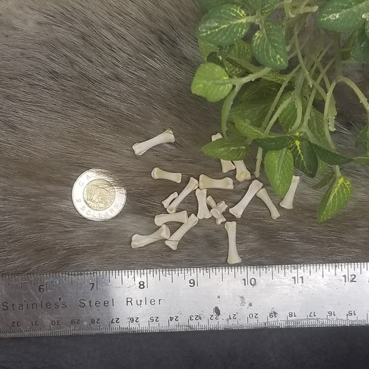 Chicken bones - Phalanges