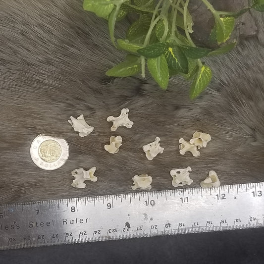 Chicken bones - Vertebrae