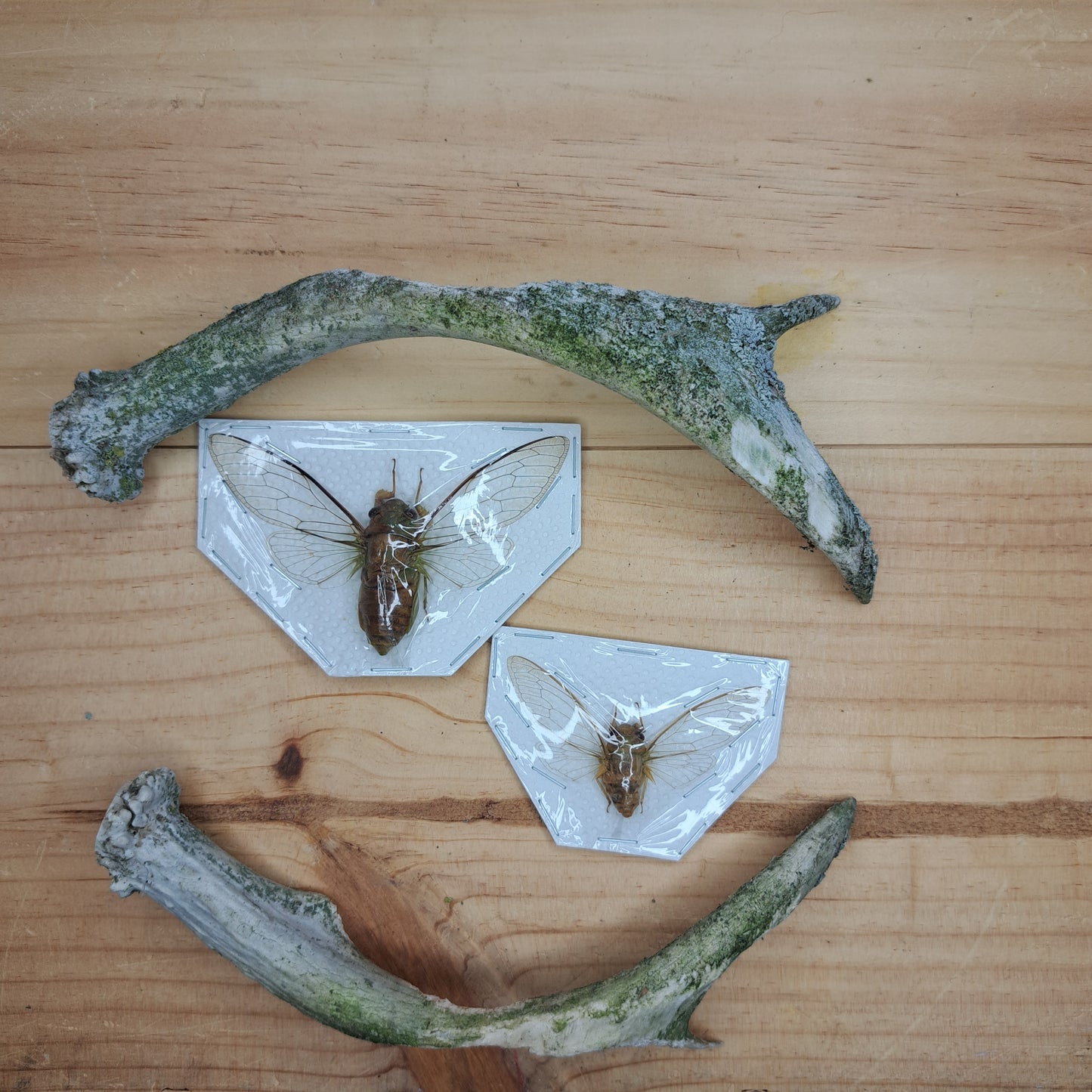 Cicada (unspecified, unmounted)