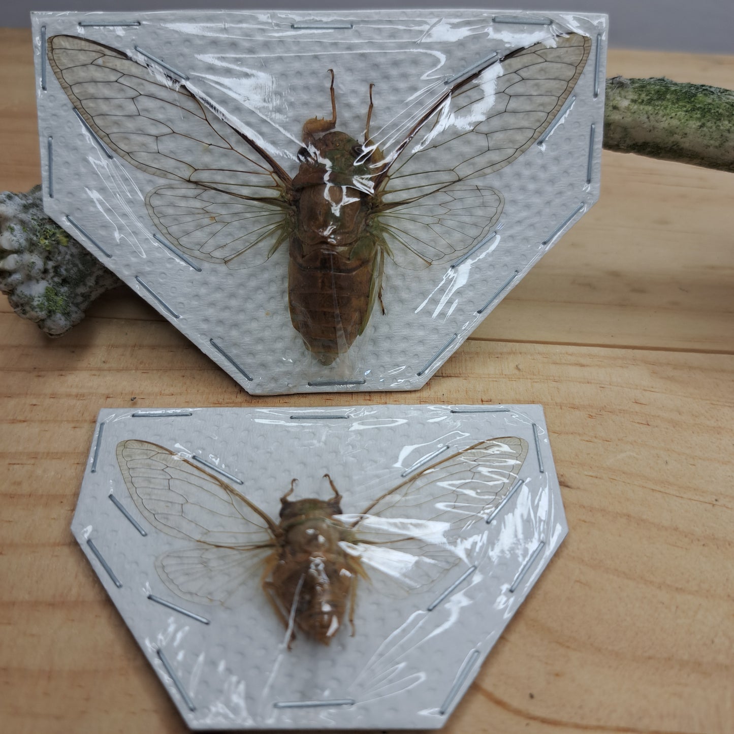 Cicada (unspecified, unmounted)