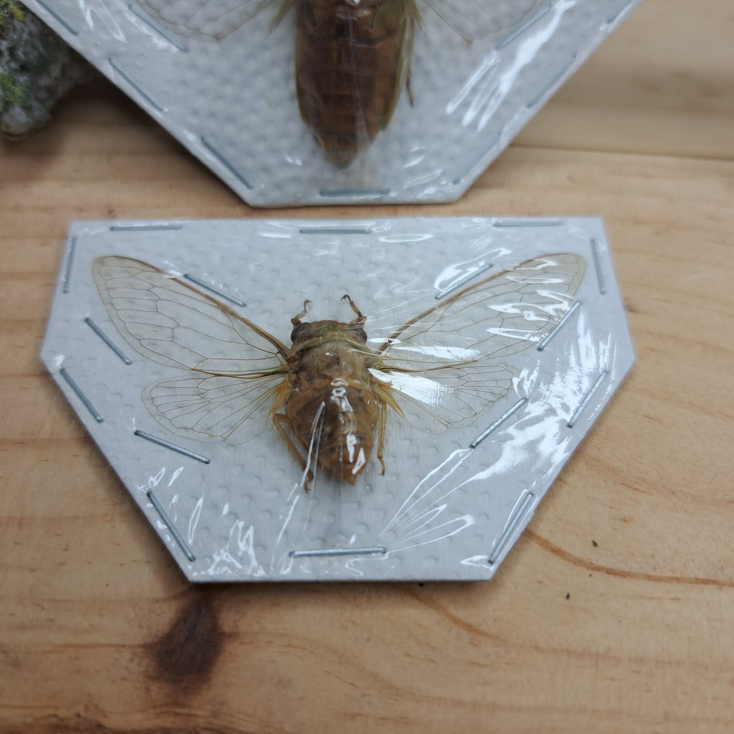 Cicada (unspecified, unmounted)