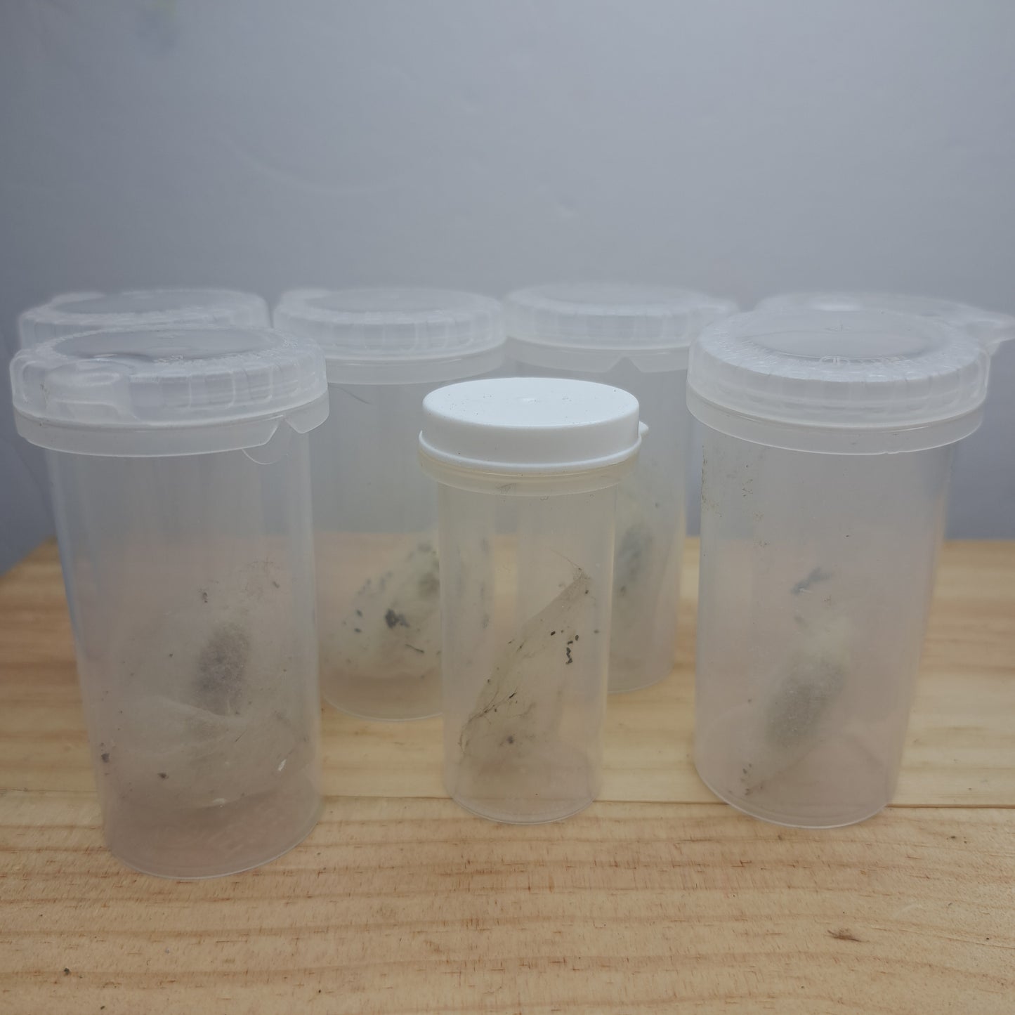 Insect coccoons (undetermined)