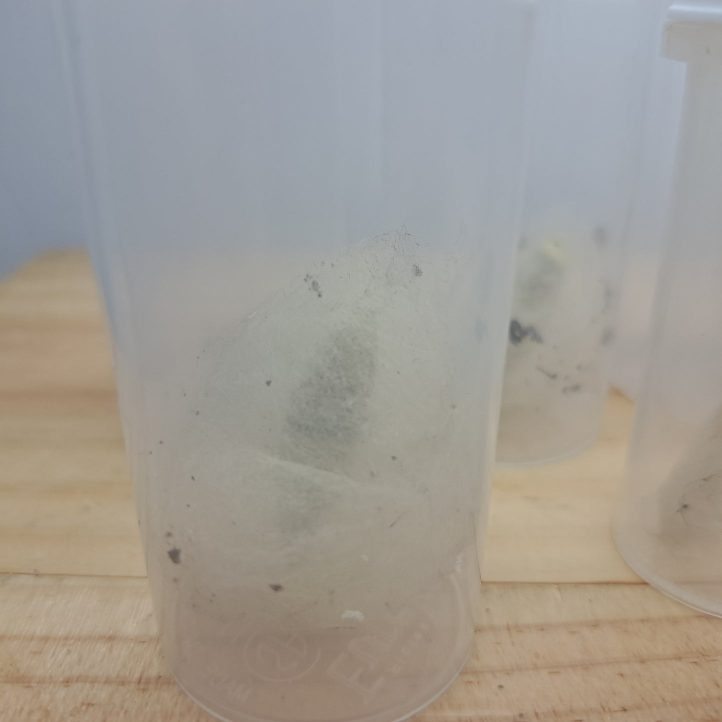 Insect coccoons (undetermined)