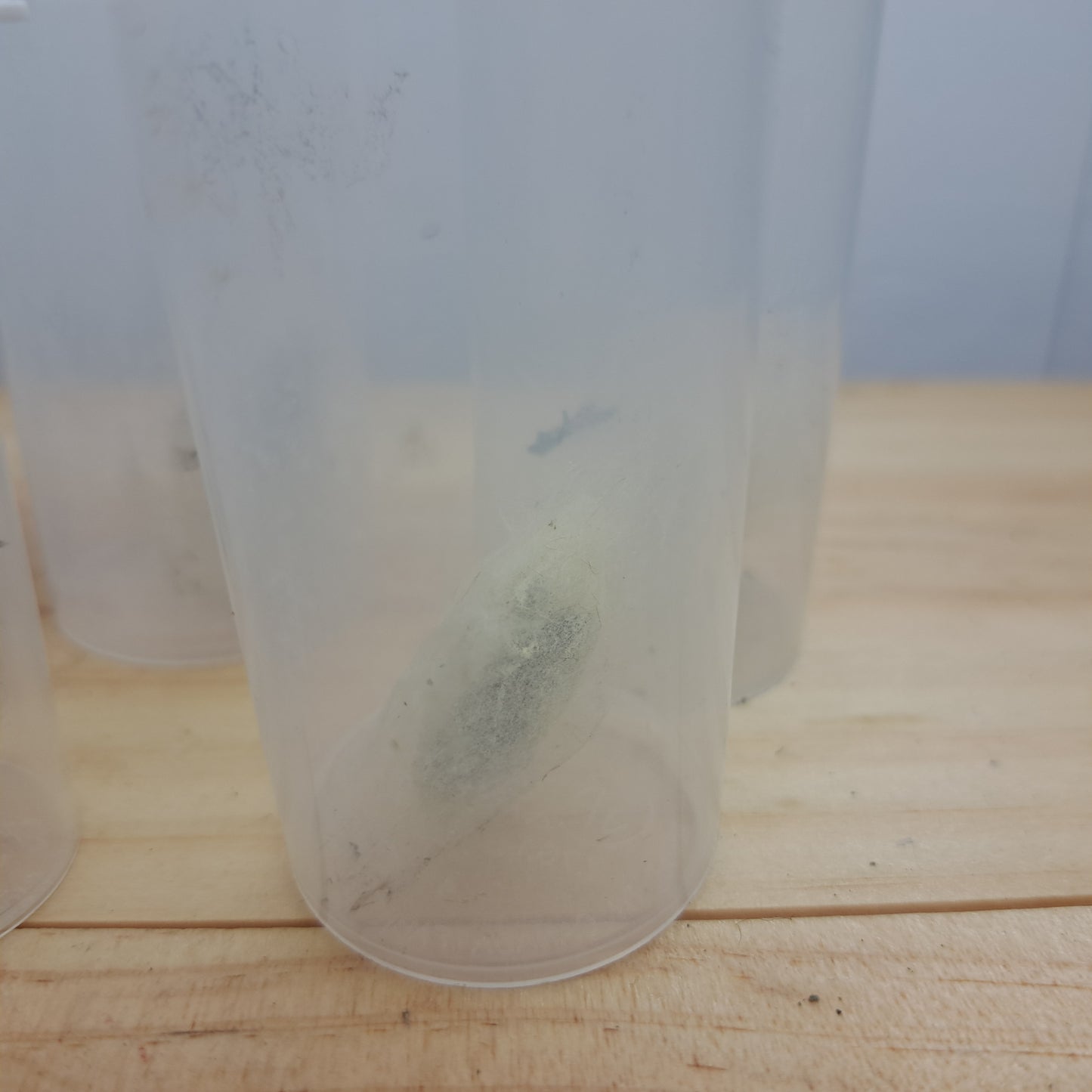 Insect coccoons (undetermined)