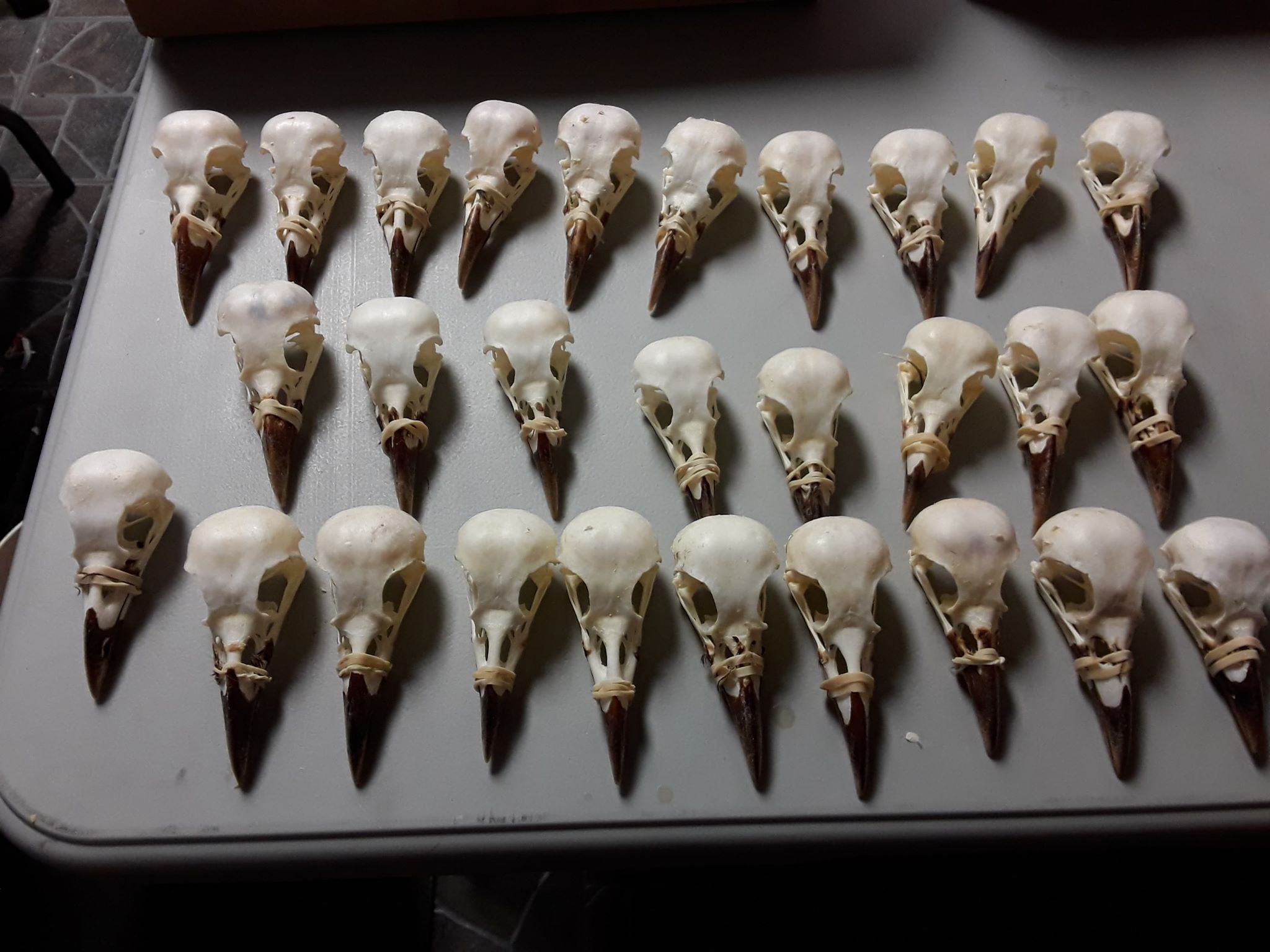 Crow Skull - Whitened – Medieval Fur