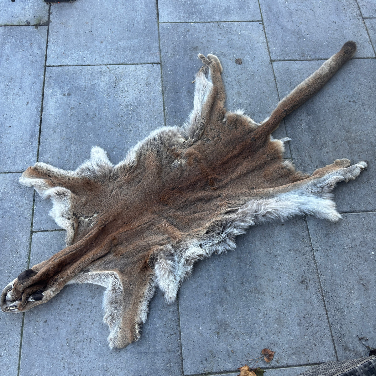 Cougar/Mountain lion Fur Pelt