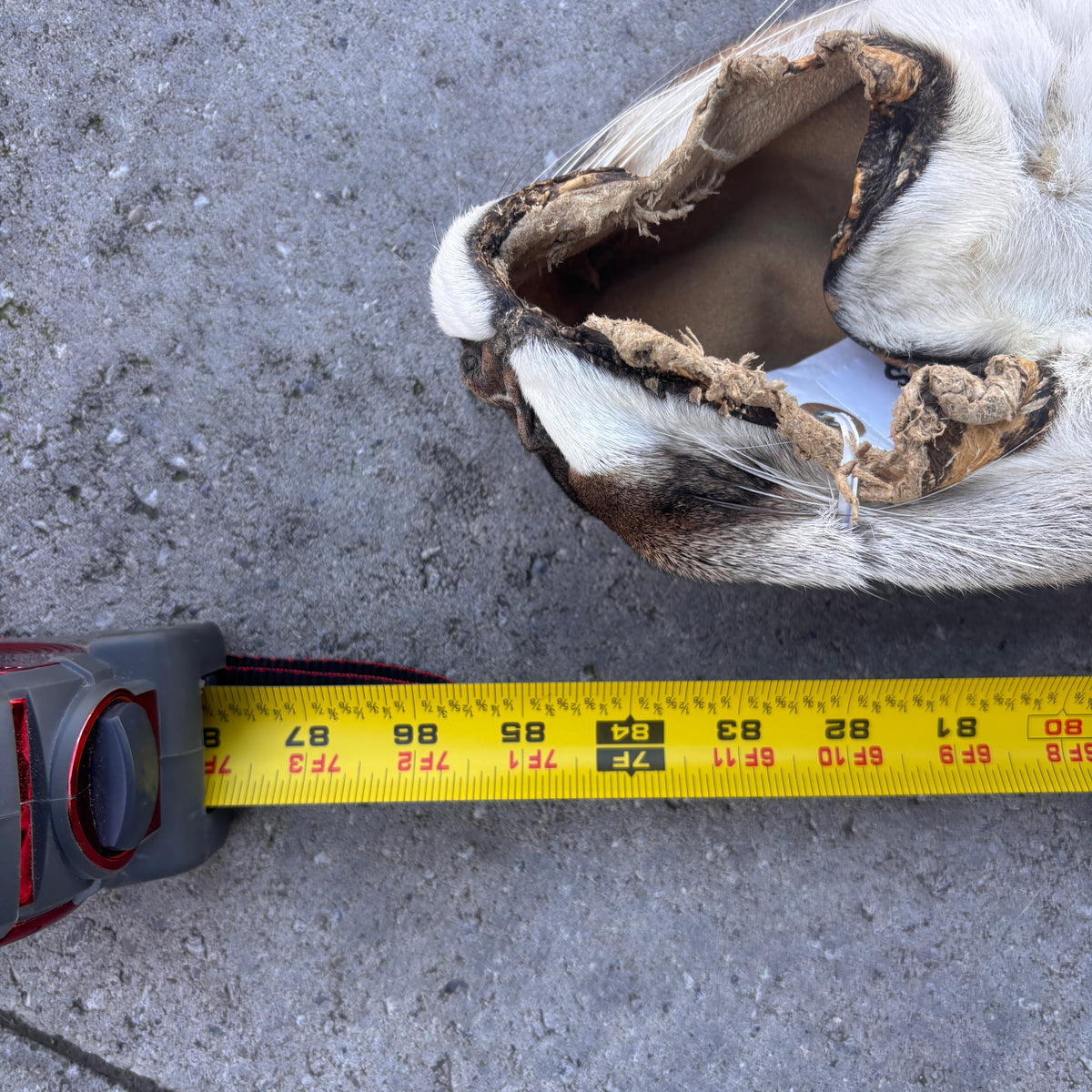 Cougar/Mountain lion Fur Pelt