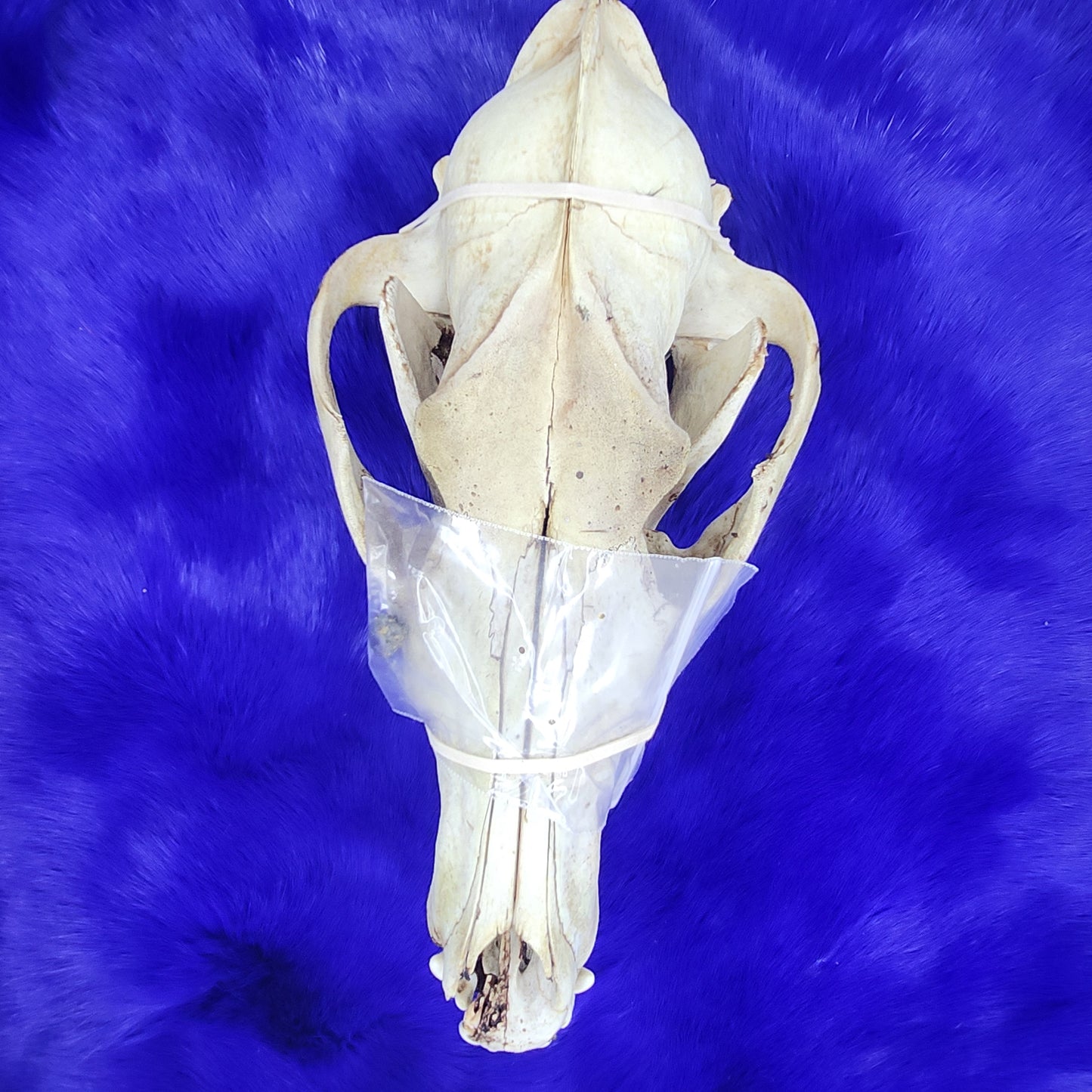 Coyote skull and bullet - Unique item