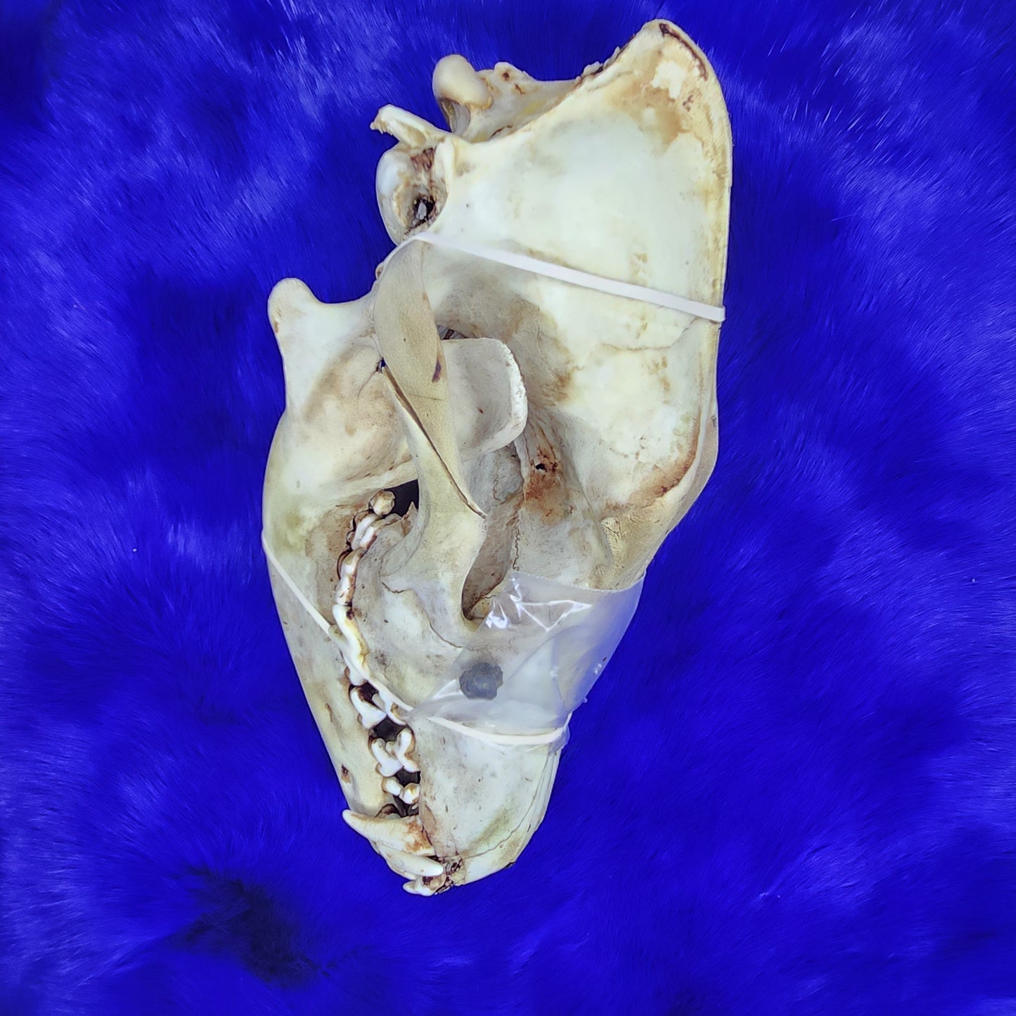 Coyote skull and bullet - Unique item