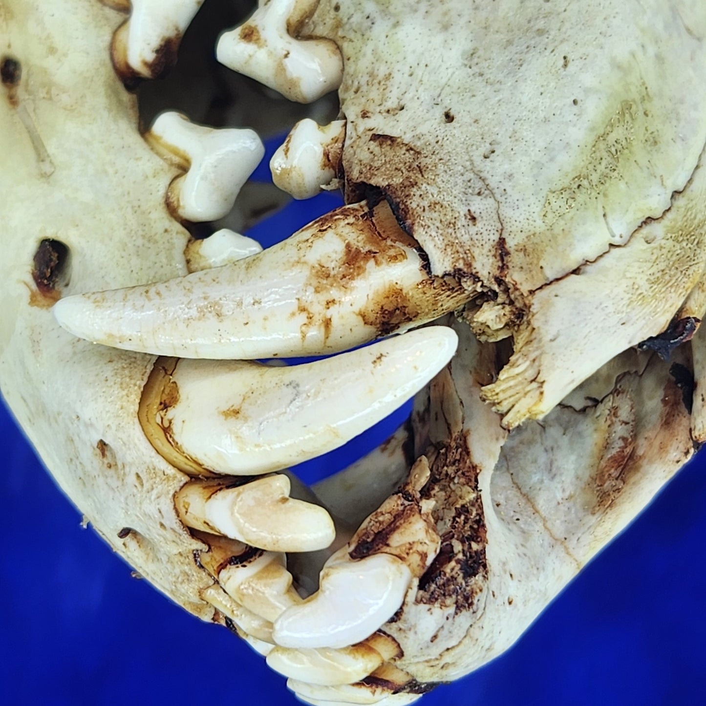 Coyote skull and bullet - Unique item