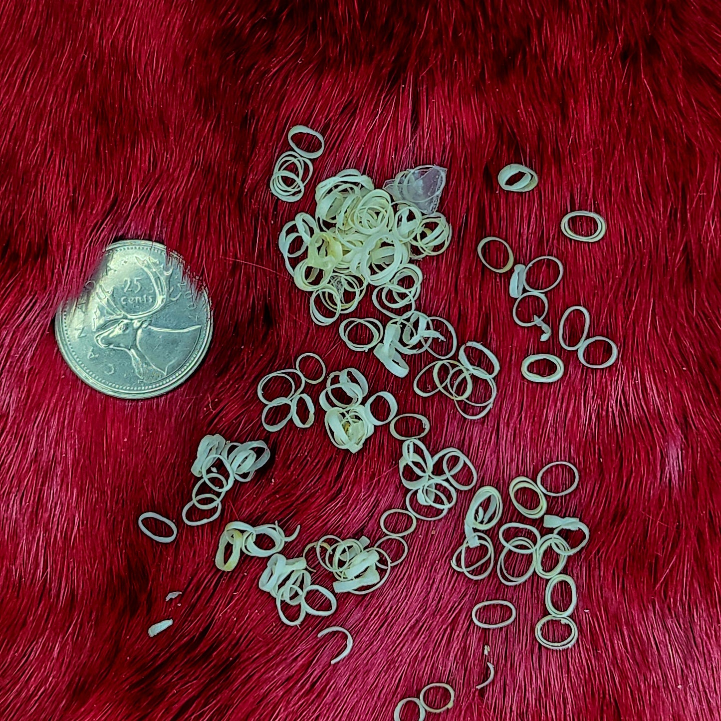 Crow Bones - Trachea Rings