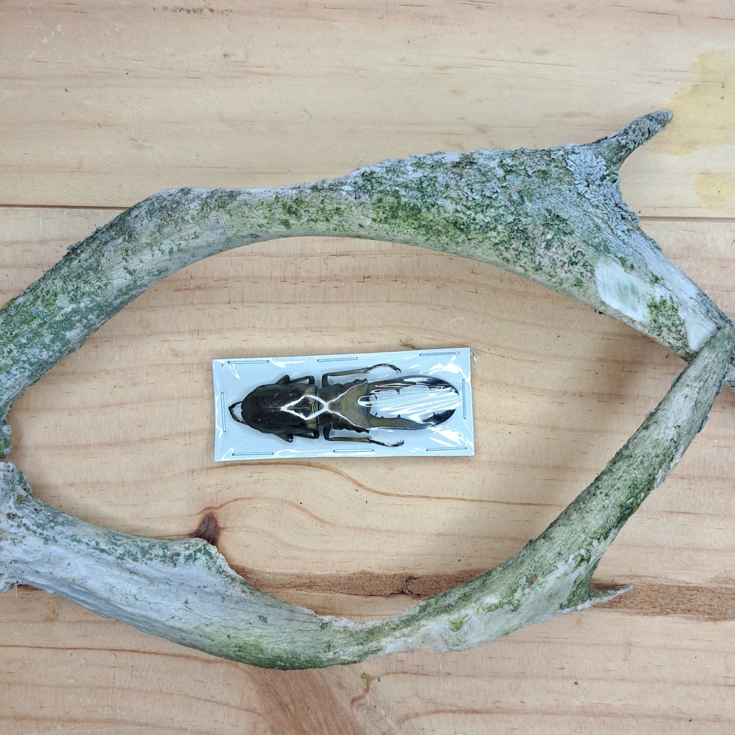 Cyclommatus metallifer finae (unmounted)