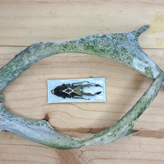 Cyclommatus metallifer finae (unmounted)