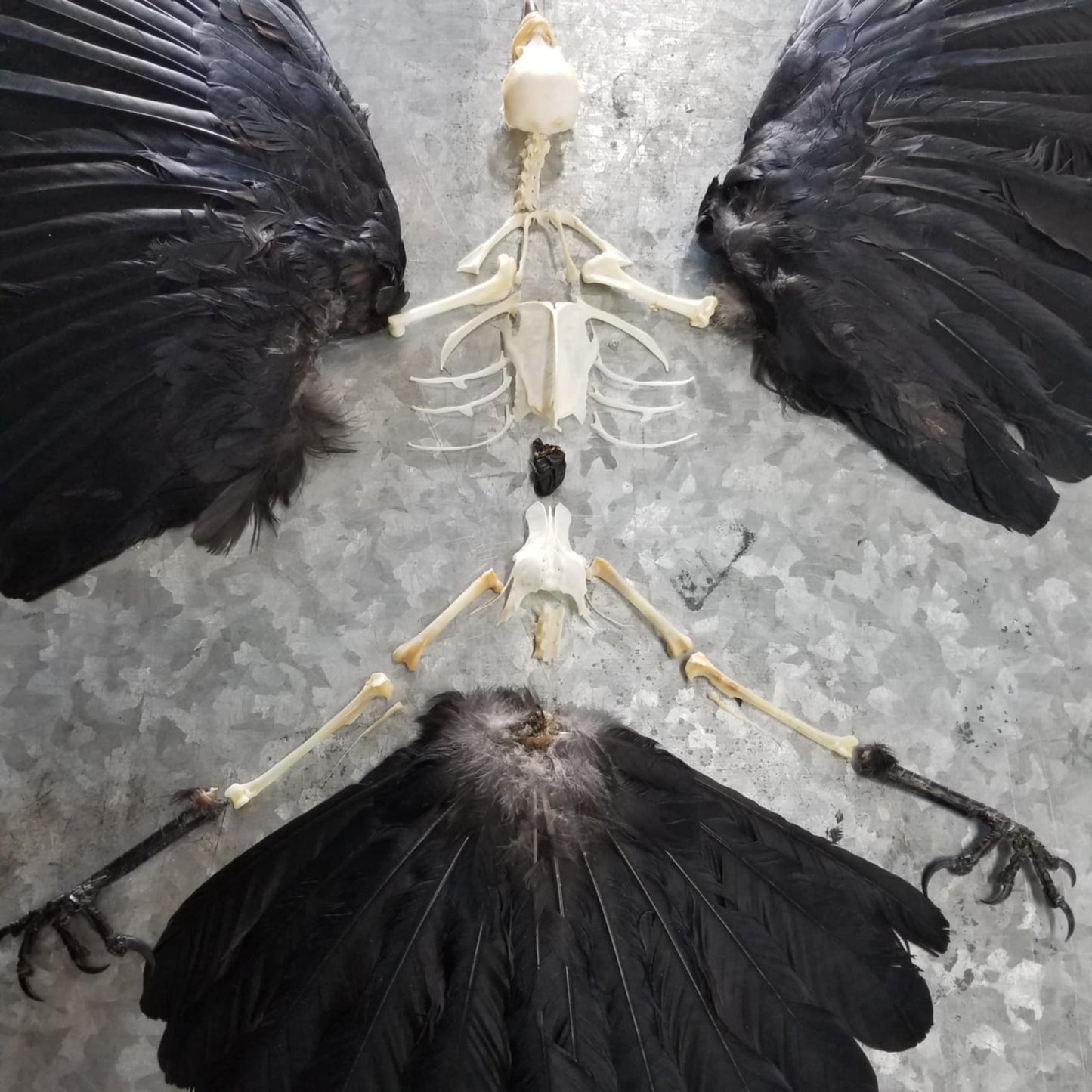 Crow Combo - Deluxe