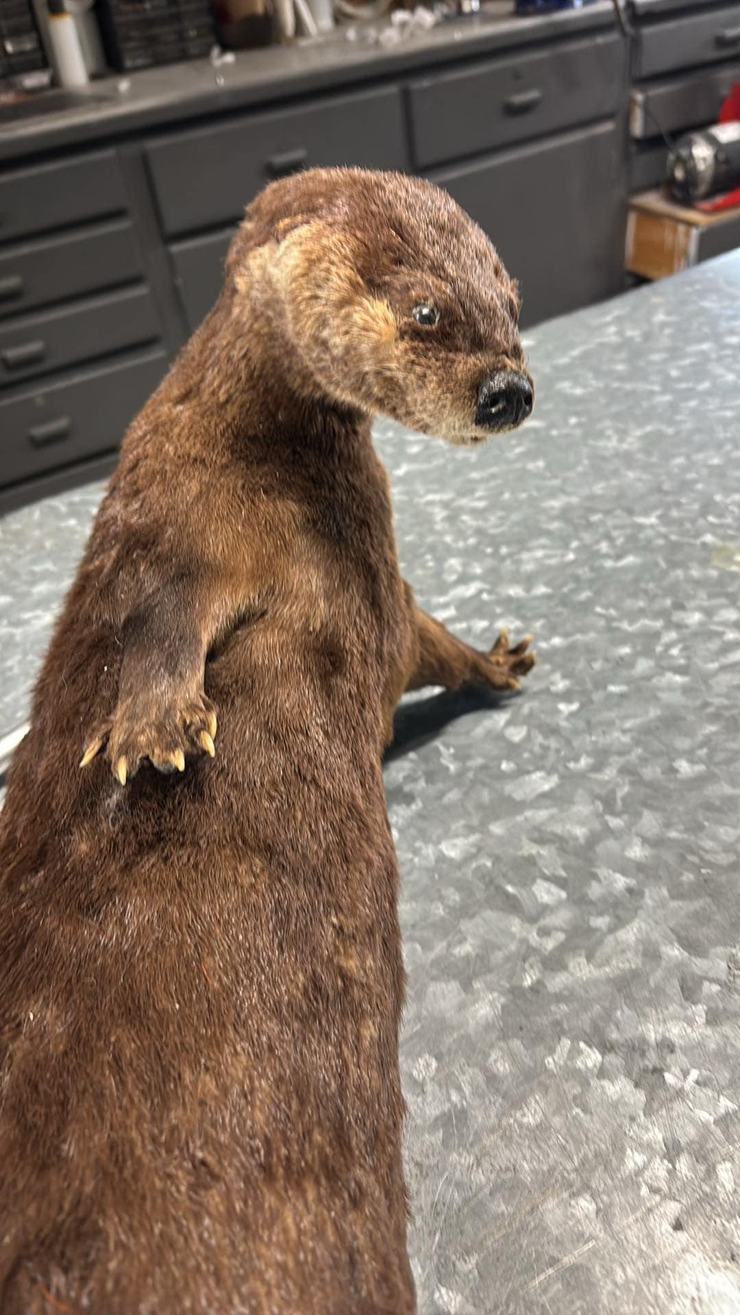 Otter taxidermy