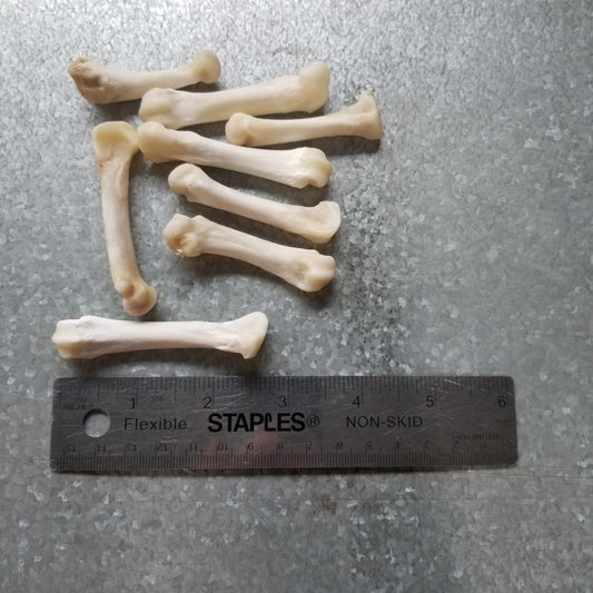 Bear Bone - Metatarsian