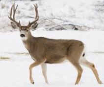 Deer brain matter - fresh