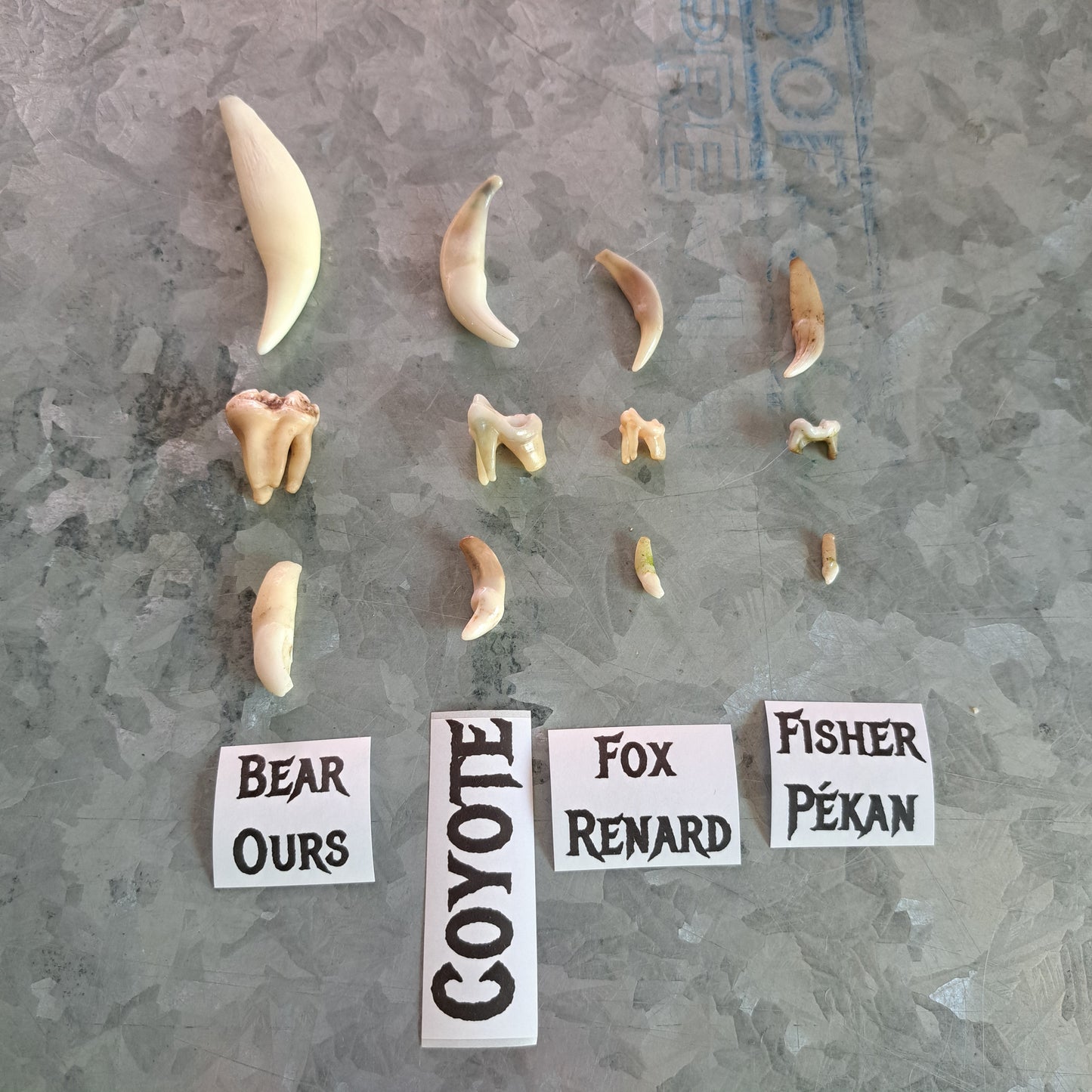 Educational kit: Teeth comparisons