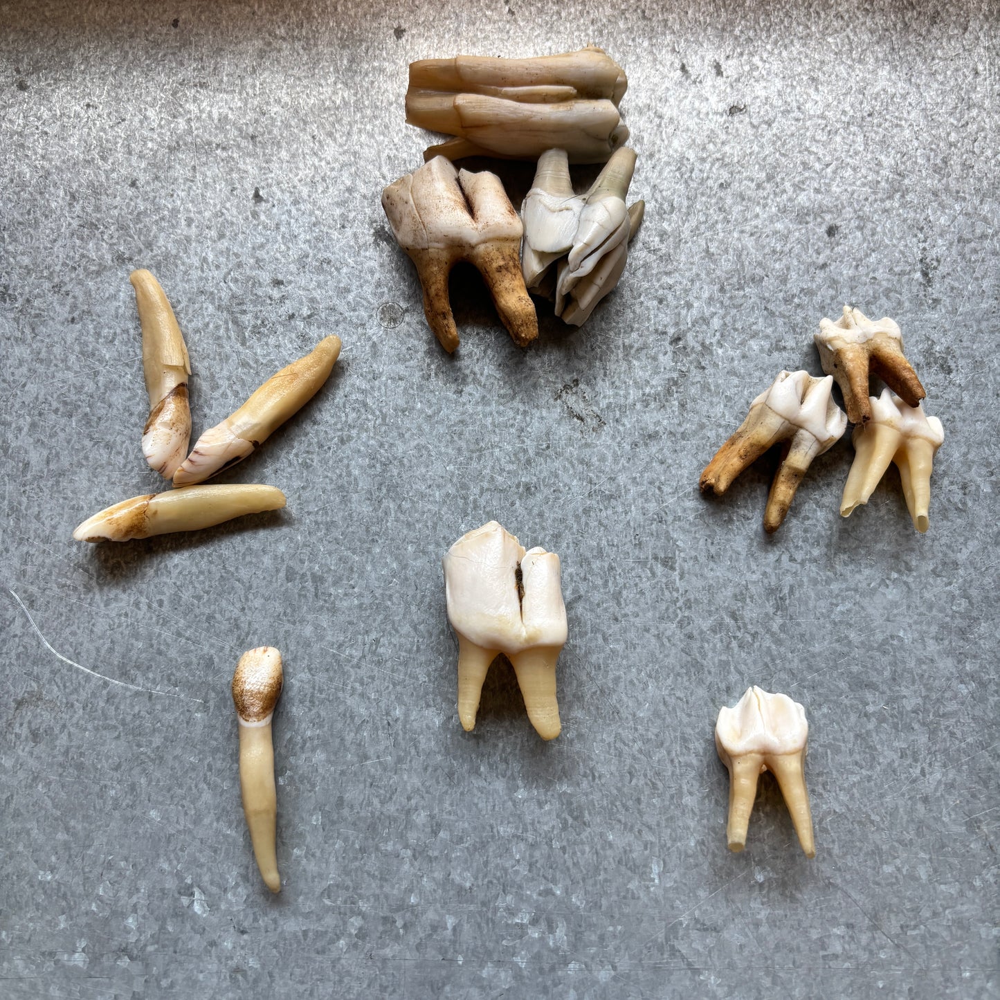 Moose Teeth