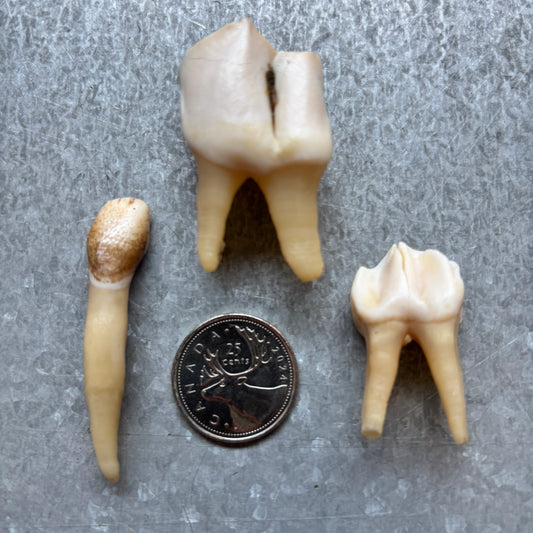 Moose Teeth